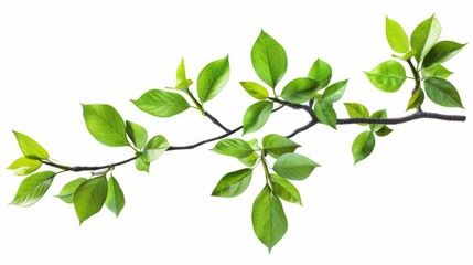 Fototapeta premium Green Branch with New Leaves - Spring Nature Photography