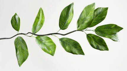 Fototapeta premium Close-up of a Branch with Lush Green Leaves