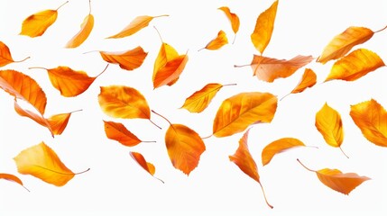 Fototapeta premium Falling Autumn Leaves on a White Background - Nature Photography