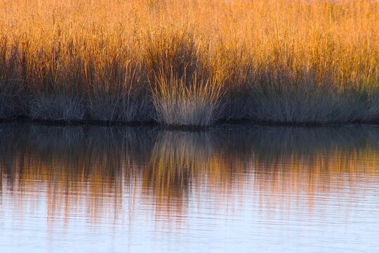 Golden reeds gently sway along the edge of a calm lake, their reflections shimmering in the soft light of an autumn dusk. The tranquil scene suggests a peaceful atmosphere typical of a serene wetland.