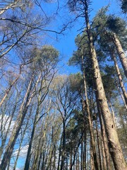 Obraz premium trees in the forest