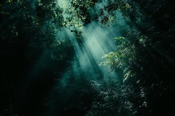 Fototapeta premium A mystical forest image illuminated by radiant light beams filtering through the canopy, invoking a sense of peace and wonder, ideal for nature photography.