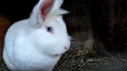 Obraz premium Close up of cutest white bunny rabbit with blue eyes, domestic animals concept