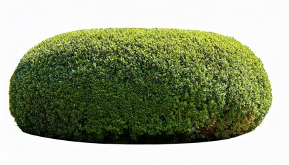 boxwood topiary, in the shape of a ball of on White background PNG