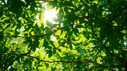 Sunlight filters through the canopy of a lush green forest, casting intricate patterns of light and shadow on the leaves below.