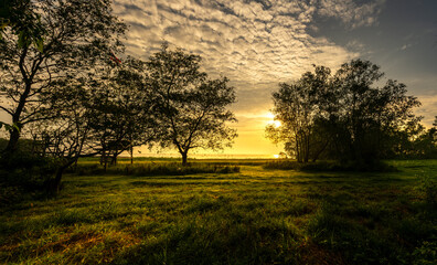 Big trees on the beach in the evening