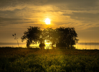 Big trees on the beach in the evening