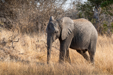 Obraz premium The African bush elephant, Loxodonta africana, also known as the African savanna elephant. Kruger Park Big five Safari South Africa