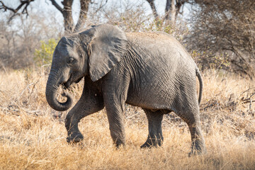 Fototapeta premium The African bush elephant, Loxodonta africana, also known as the African savanna elephant. Kruger Park Big five Safari South Africa