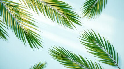 Obraz premium Tropical Palm Fronds Arranged on a Light Blue Background