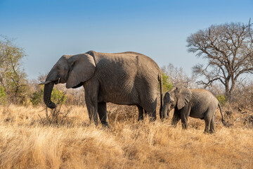 Obraz premium The African bush elephant, Loxodonta africana, also known as the African savanna elephant. Kruger Park Big five Safari South Africa