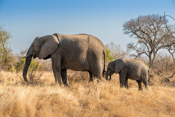 The African bush elephant, Loxodonta africana, also known as the African savanna elephant. Kruger...