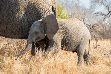 The African bush elephant, Loxodonta africana, also known as the African savanna elephant. Kruger Park Big five Safari South Africa