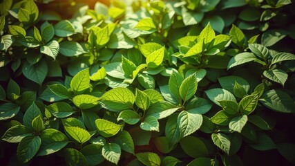 Obraz premium A close-up view of vibrant green leaves bathed in warm sunlight, showcasing the intricate textures and details of nature's foliage.