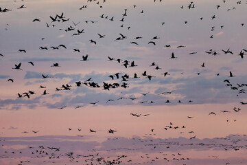 Vol de grues cendrées en migration
