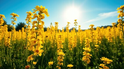 A field of bright yellow wildflowers basking in the warm glow of the afternoon sun, creating a vibrant and cheerful scene.