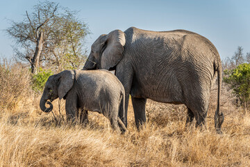 The African bush elephant, Loxodonta africana, also known as the African savanna elephant. Kruger...