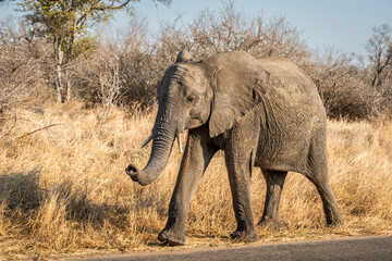 Fototapeta premium The African bush elephant, Loxodonta africana, also known as the African savanna elephant. Kruger Park Big five Safari South Africa