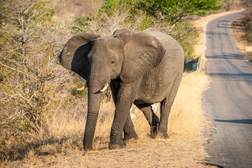 The African bush elephant, Loxodonta africana, also known as the African savanna elephant. Kruger...
