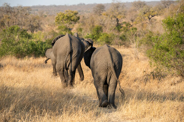 Fototapeta premium The African bush elephant, Loxodonta africana, also known as the African savanna elephant. Kruger Park Big five Safari South Africa