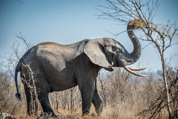 Fototapeta premium The African bush elephant, Loxodonta africana, also known as the African savanna elephant. Kruger Park Big five Safari South Africa