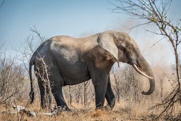 Fototapeta premium The African bush elephant, Loxodonta africana, also known as the African savanna elephant. Kruger Park Big five Safari South Africa