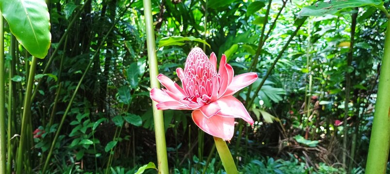 Martinique, vacances, paysage, exotique, tropical, tropique, for&ecirc;t, chute, plage, balata, jardin, vagues, mer, perroquet, flamand rose, Guadeloupe, Fort de France, Sainte Anne, march&eacute;, coucher de sole