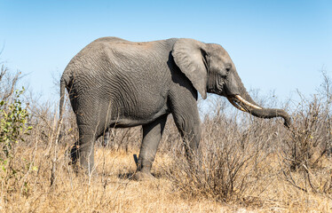 Fototapeta premium The African bush elephant, Loxodonta africana, also known as the African savanna elephant. Kruger Park Big five Safari South Africa