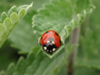 Seven-spot ladybird beetle (Coccinella septempunctata) sitting on catmint