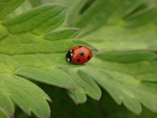 Seven-spot ladybird beetle (Coccinella septempunctata) sitting on a geranium leaf