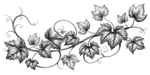 Black Ink Pen Drawing of a Vine with Delicate Leaves and Tendrils