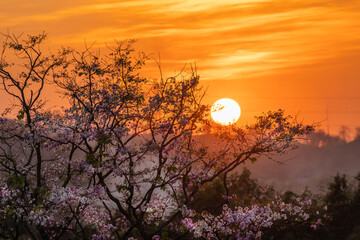 Pink flowers against evening sun
