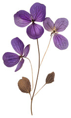 PNG Pressed purple flower petals dried dried flower.
