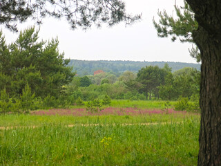 Obraz premium pink and purple lupines bloom in the spring in the field