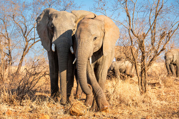 The African bush elephant, Loxodonta africana, also known as the African savanna elephant. Kruger...