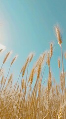 Golden Wheat Field Swaying in the Breeze