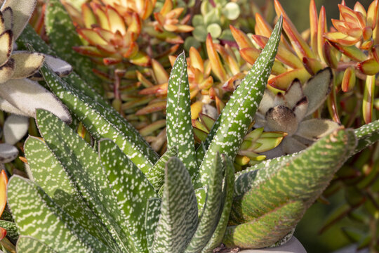 Proxiphographie d'une plante grasse (succulente) - Gasteria carinata