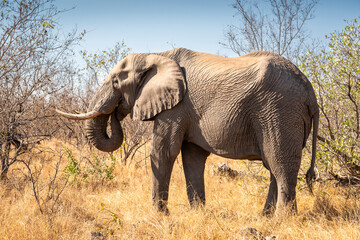 Obraz premium The African bush elephant, Loxodonta africana, also known as the African savanna elephant. Kruger Park Big five Safari South Africa