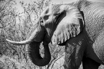 The African bush elephant, Loxodonta africana, also known as the African savanna elephant. Kruger...