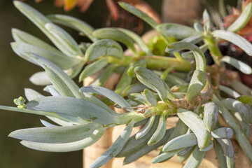 Naklejka premium Proxiphographie d'une plante grasse (succulente) - Senecio serpens - Curio repens