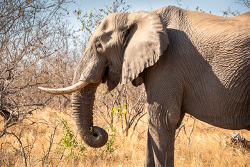 The African bush elephant, Loxodonta africana, also known as the African savanna elephant. Kruger...
