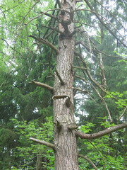 Fototapeta premium trunk of an old pine tree in spring
