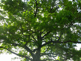 Fototapeta premium green crown of an old powerful oak