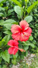 A red hibiscus flower