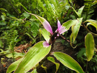 Wilde rosa-gr&uuml;ne Bl&uuml;te w&auml;chst auf Totholz im Dschungel, Madagaskar