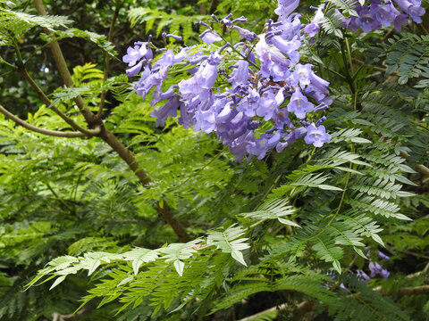 Bl&uuml;ten des Palisanderholzbaums Jacaranda im Montagne d'Ambre Nationalpark