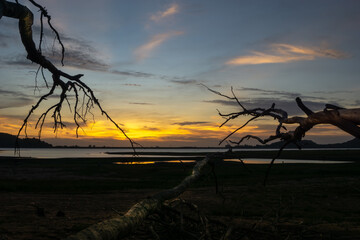 Dry branches in the evening reservoir