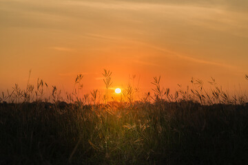 Grass flowers and golden evening light