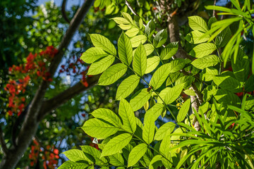 sunlight shining on green leaves
