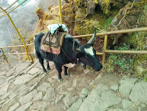 Yak on the stairs on himalayan egion